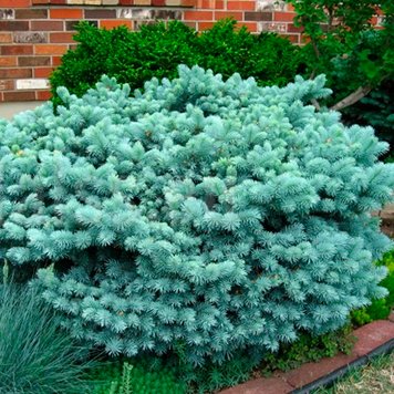 Ялина колюча "Glauca Globosa" (Глаука Глобоза)