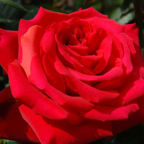 Троянда чайно-гібридна "Grande Amore"