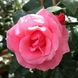 Троянда плетиста "Lavinia" (Лавінія)