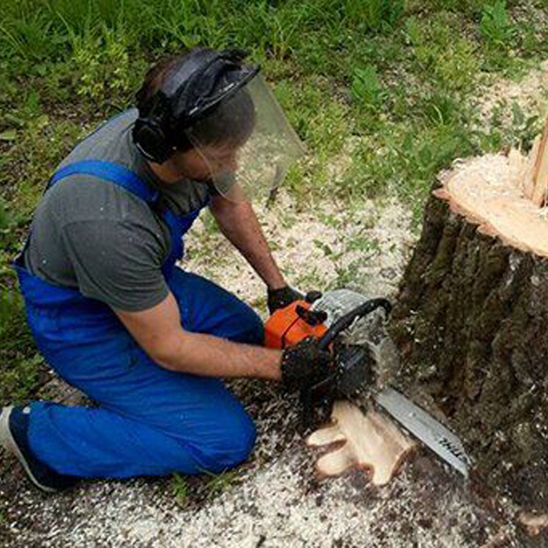 Выкорчевывать почему е. Корчевание пней. Спил дерева. Выкорчевывание деревьев на участке своими руками. Пень дерево срублено.