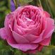 Роза чайно-гибридная "John Laing"