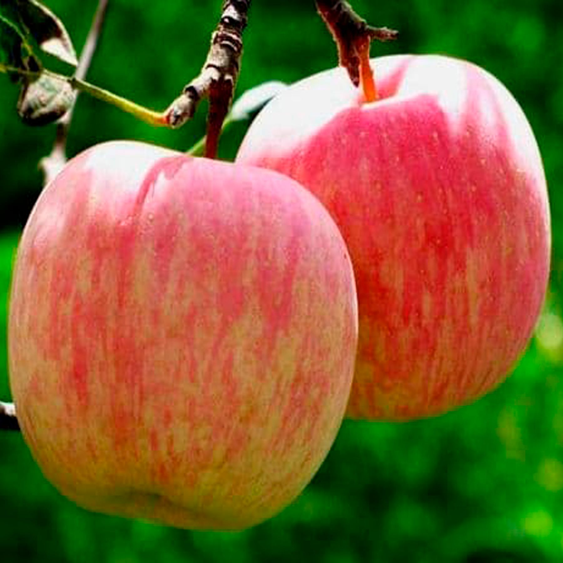 Фуджи яблоки описание. Фуджи (сорт яблони). Яблоня Фуджи Кику. Сорт яблок Фуджи. Фуджи (сорт яблони) сорта яблони.