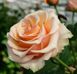 Троянда чайно-гібридна "Prima Donna" (Примадонна)