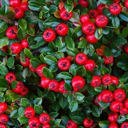 Кизильник гібридний "Coral Beauty" (Корал Бьюті)