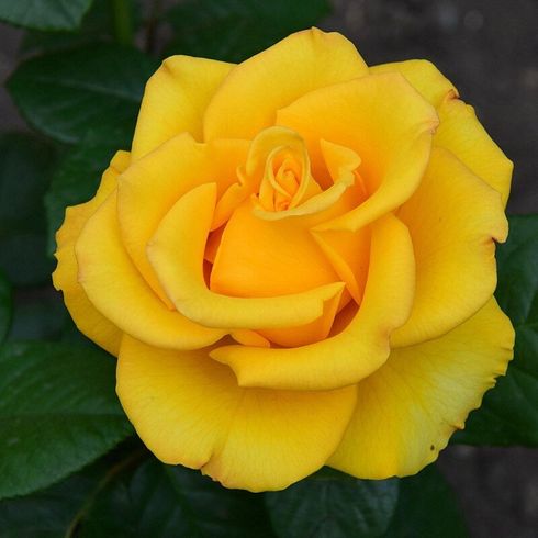 Троянда чайно-гібридна "Kerio" (Керіо)