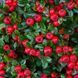 Кизильник гібридний "Coral Beauty" (Корал Бьюті)