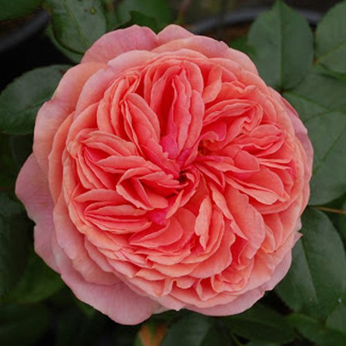 Троянда чайно-гібридна "Chippendale" (Чіппендейл)