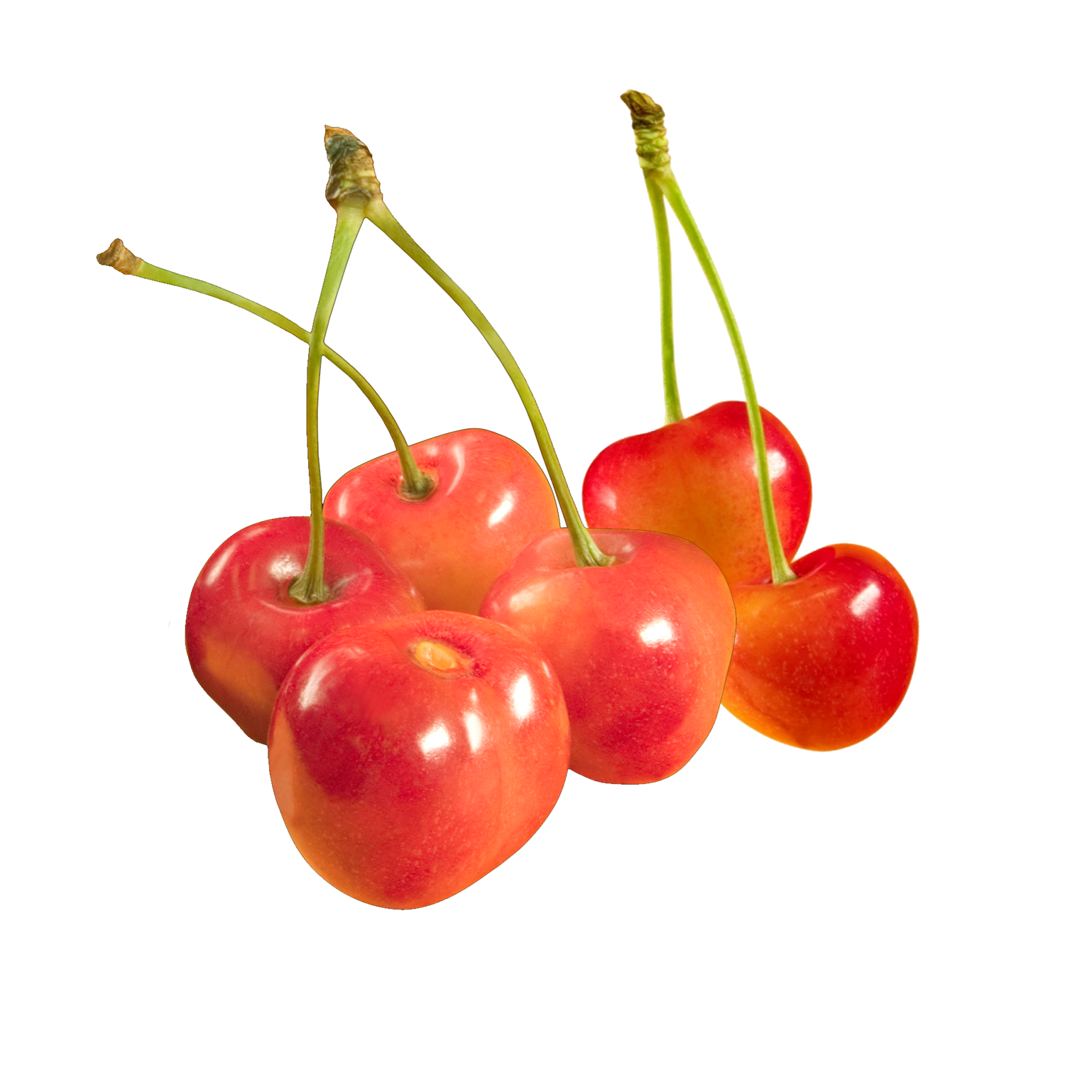 Черешня (Prunus avium)