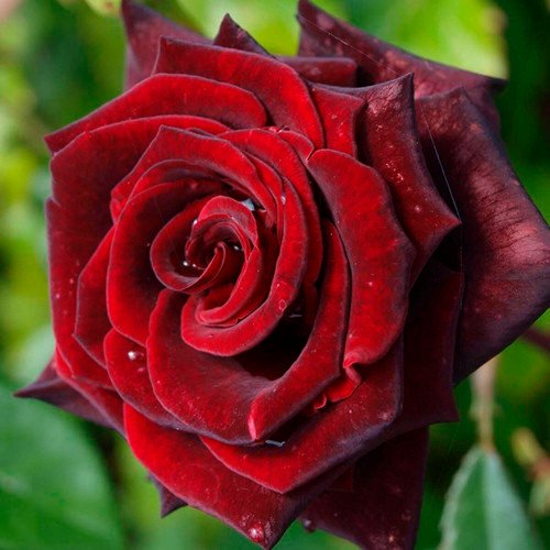 Троянда чайно-гібридна "Red Velvet" (Ред Вельвет)