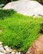Мшанка шиловидная "Green Carpet"