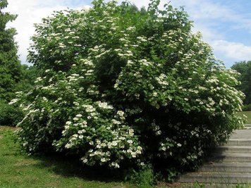 Калина гордовина