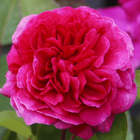 Троянда паркова "Sophy's Rose" (Софі Роуз)