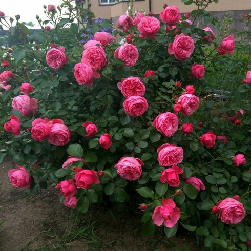 Троянда паркова "Leonardo da Vinci" (Леонардо Да Вінчі)