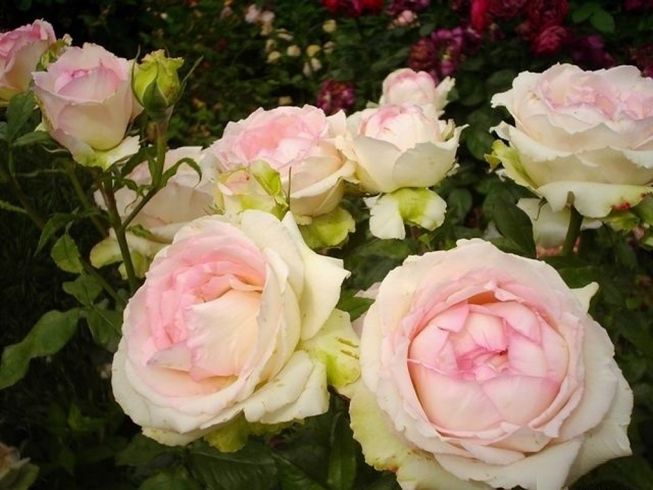 Троянда чайно-гібридна Honore de Balzac (Оноре Де Бальзак)