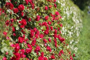 ТОП-5 найкращих сортів плетистих троянд