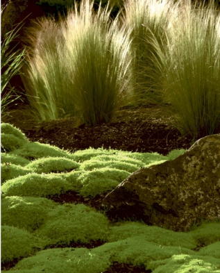 Мшанка шиловидна "Green Carpet"