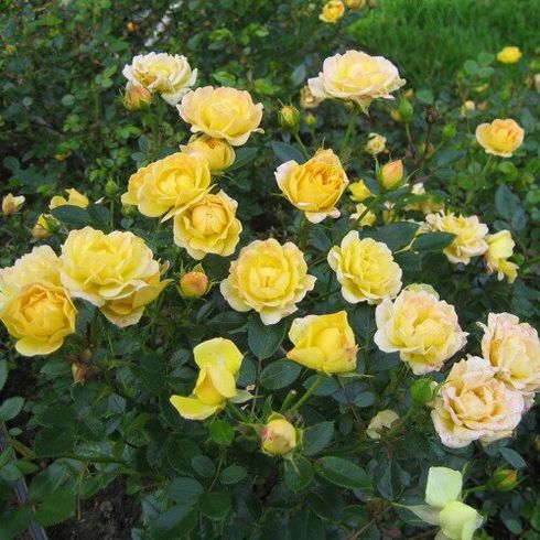 Троянда грунтопокривна "Yellow Fairy"