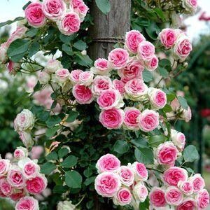 Троянда плетиста "Pierre de Ronsard" (П'єр де Ронсар)