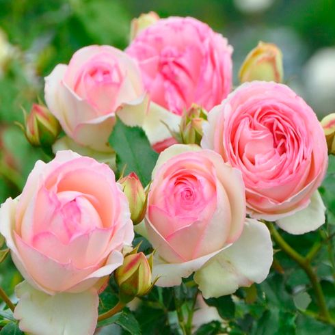 Троянда плетиста "Pierre de Ronsard" (П'єр де Ронсар)