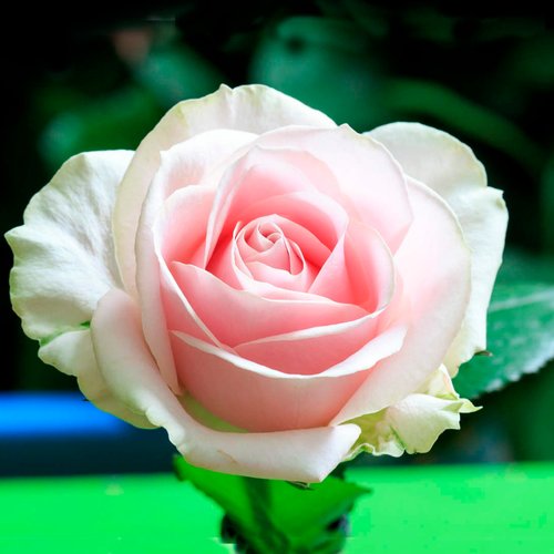 Троянда чайно-гібридна "Sweet Avalanche" (Світ Аваланж)