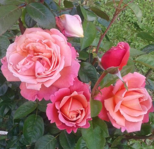 Троянда чайно-гібридна "Anna Karina" (Анна Карина)
