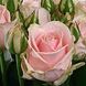 Троянда чайно-гібридна "Sweet Avalanche" (Світ Аваланж)