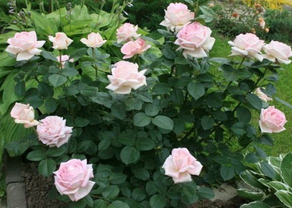 Троянда чайно-гібридна "Myriam" (Міріам)