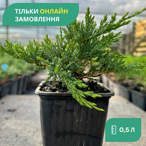 Комплект из можжевельника среднего "Mint Julep" (Минт Джулеп), 10 шт.