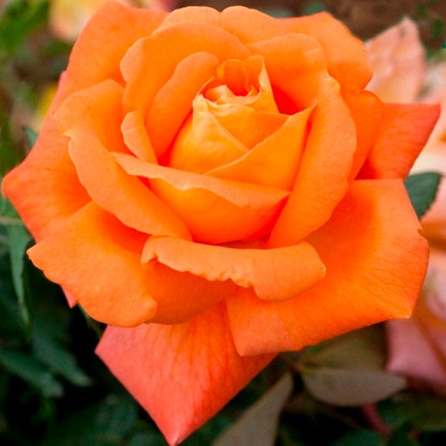 Троянда чайно-гібридна "Louis de Funes" (Луї де Фюнес)