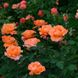 Троянда чайно-гібридна "Louis de Funes" (Луї де Фюнес)