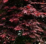 Клен пальмолистный "Atropurpureum" (Атропурпуреум)
