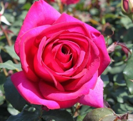 Роза чайно-гибридная "Parole" (Пароле)