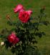 Троянда чайно-гібридна "Parole" (Пароле)