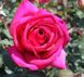 Роза чайно-гибридная "Parole" (Пароле)