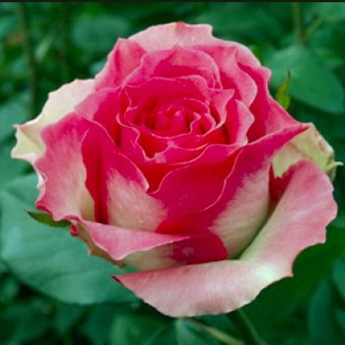 Роза чайно-гибридная "Maliby"