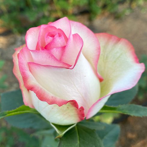 Троянда чайно-гібридна "Maliby" (Малібу)