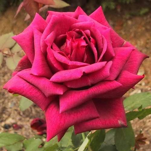 Роза чайно-гибридная "Oklahoma" (Оклахома)