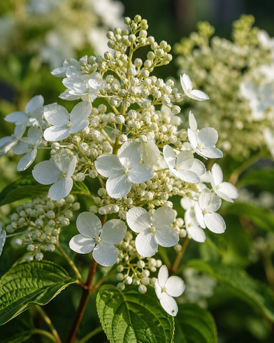 Гортензія мітлоподібна "Prim White" (Прім Вайт)