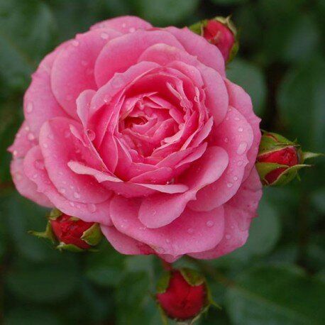Роза шраб "Royal Bonica" (Роял Боника)