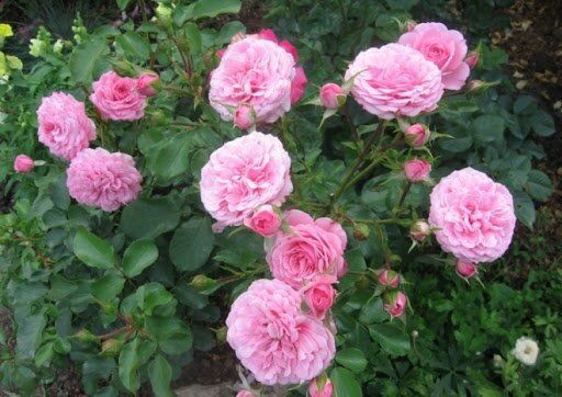 Роза шраб "Royal Bonica" (Роял Боника)