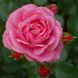 Троянда шраб "Royal Bonica" (Роял Боніка)