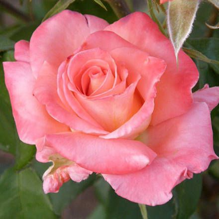 Троянда чайно-гібридна "Raffaella" (Рафаелла)
