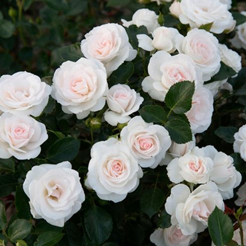 Роза почвопокровная "Aspirin Rose" (Аспирин Роуз)