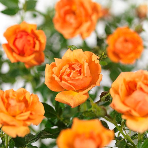 Роза бордюрная "Amber Nectar" (Ембер Нектар)