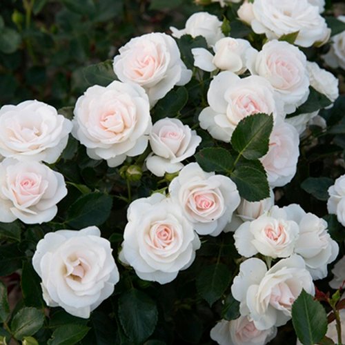 Троянда грунтопокривна "Aspirin Rose" (Аспірин Роуз)