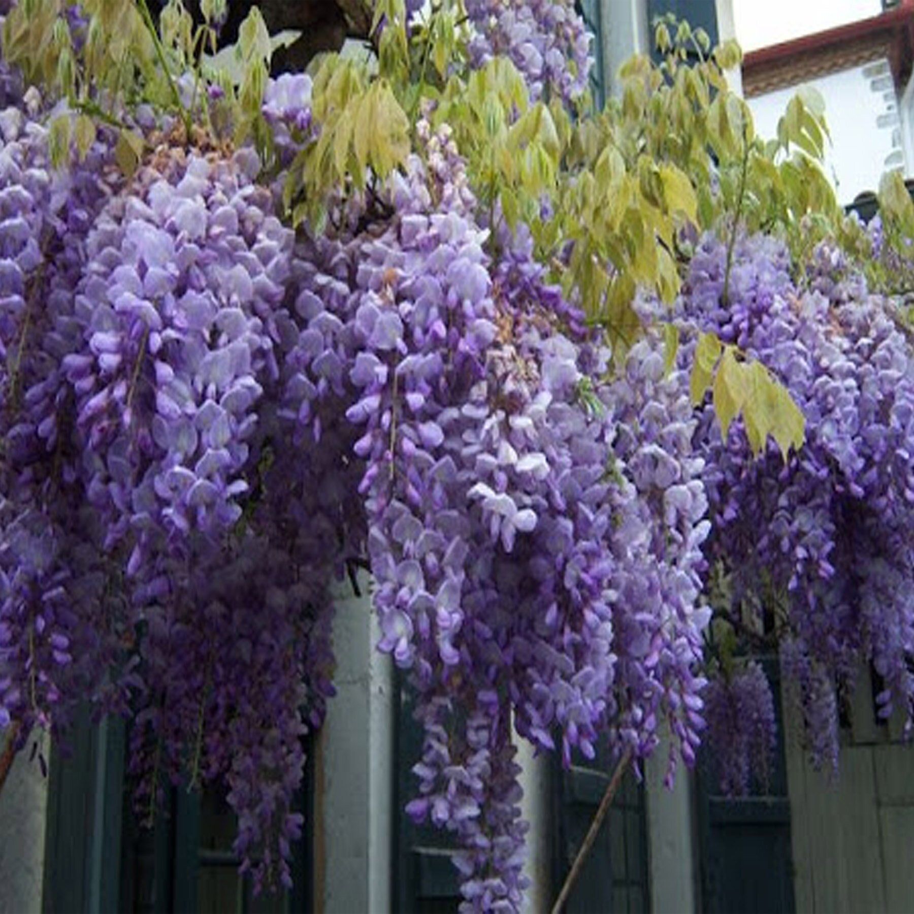 Фиолетовые Свисающие Цветы