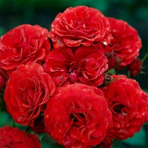 Роза бордюрная "Cordula" (Кордула)