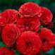 Роза бордюрная "Cordula" (Кордула)