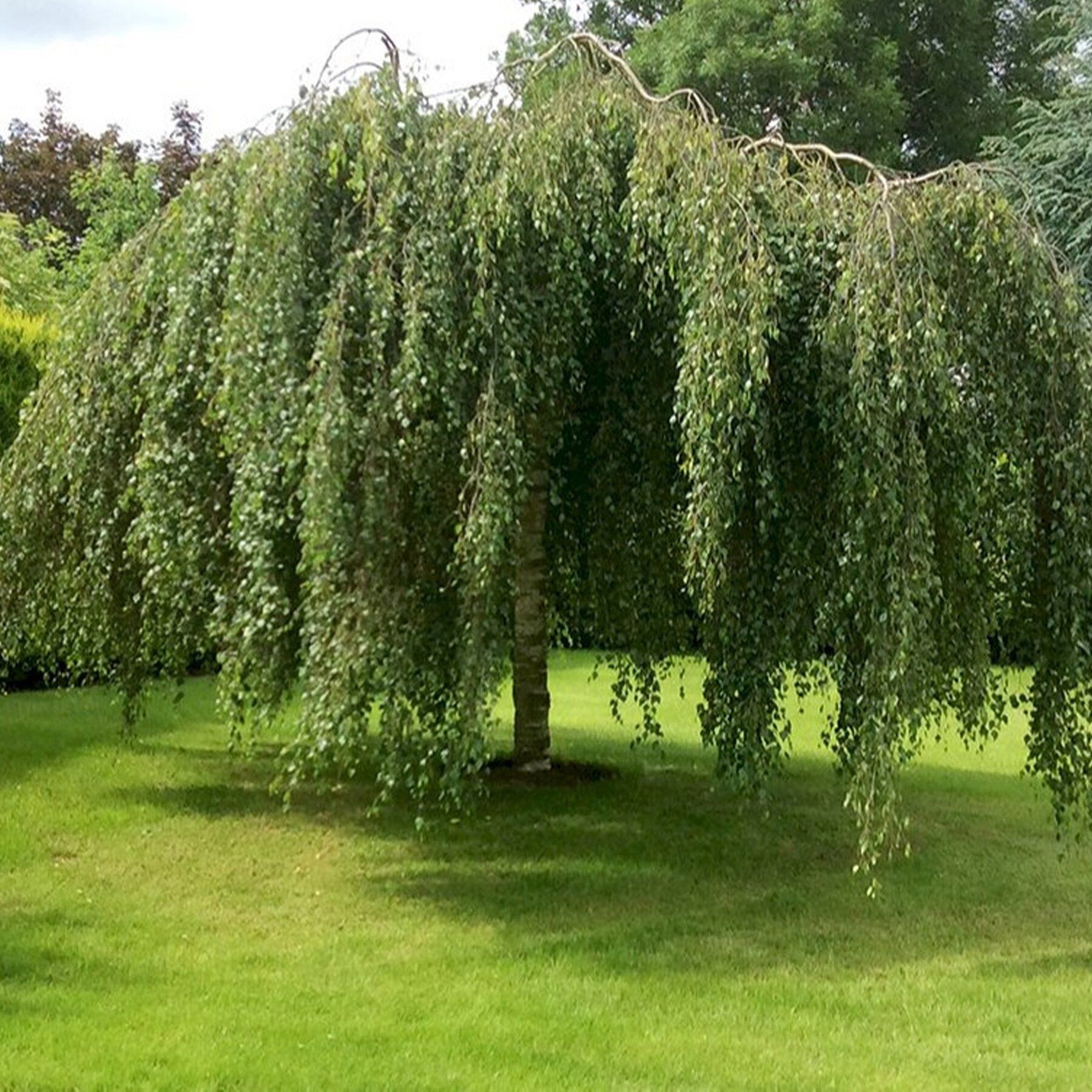 Береза повислая betula pendula