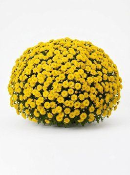 Хризантема мультифлора "Seminole Yellow" (Семіноле Єллоу)